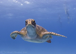 Green Turtle. Darwin island. Galapagos. S5PRO, 10.5mm. by Derek Haslam 
